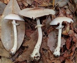 Agaricus vinosobrunneofumidus image