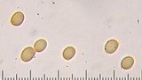 Agaricus vinosobrunneofumidus image