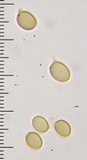 Agaricus vinosobrunneofumidus image