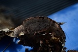 Hydnellum scrobiculatum image
