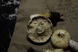 Lactarius piperatus image