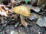 Xanthoconium affine image