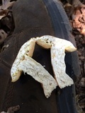 Xanthoconium affine image
