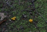 Cantharellus minor image