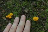 Cantharellus minor image