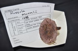 Russula murrillii image