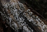 Ceratiomyxa fruticulosa var. fruticulosa image