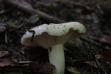 Russula compacta image