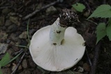 Russula compacta image