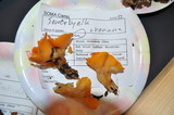 Sowerbyella rhenana image