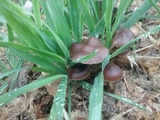 Psilocybe coprophila image