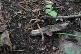Psathyrella bipellis image