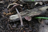 Psathyrella bipellis image