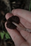Psathyrella bipellis image