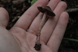 Psathyrella bipellis image