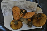 Suillus caerulescens image