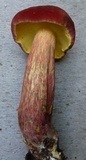 Baorangia bicolor image