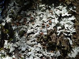 Parmelina coleae image