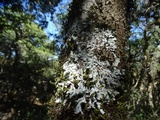 Parmelina coleae image