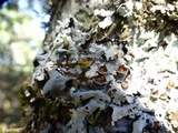 Parmelina coleae image