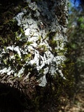 Parmelina coleae image