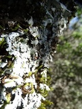Parmelina coleae image