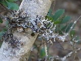 Hypogymnia imshaugii image