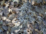 Hypogymnia imshaugii image