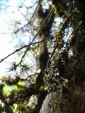 Hypogymnia imshaugii image