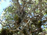 Hypogymnia imshaugii image