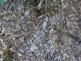 Hypogymnia imshaugii image