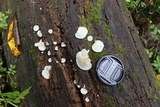 Pleurocybella porrigens image