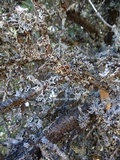 Hypogymnia imshaugii image
