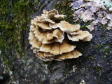 Plicaturopsis crispa image