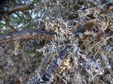 Hypogymnia imshaugii image