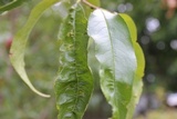 Taphrina deformans image