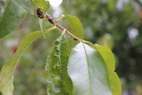 Taphrina deformans image