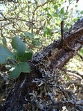 Hypogymnia imshaugii image