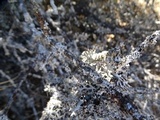 Hypogymnia imshaugii image