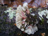 Plicaturopsis crispa image