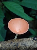 Cookeina speciosa image