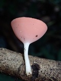 Cookeina speciosa image