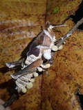 Cordyceps locustiphila image