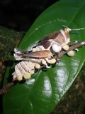 Cordyceps locustiphila image