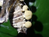 Cordyceps locustiphila image