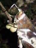 Cordyceps locustiphila image