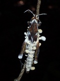 Cordyceps locustiphila image