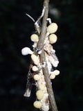 Cordyceps locustiphila image