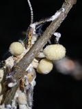 Cordyceps locustiphila image