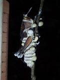 Cordyceps locustiphila image